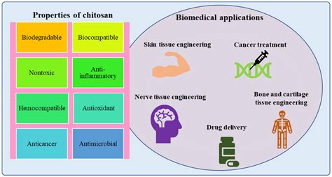  ¿Qué es el Quitosano y por qué debería interesarte para aplicaciones biomédicas?